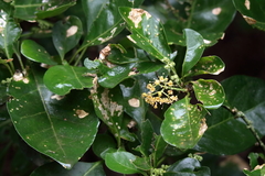 Pisonia aculeata