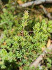 Pultenaea involucrata