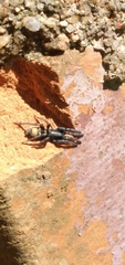 Latonigena auricomis