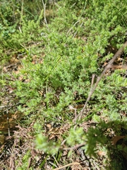 Pultenaea involucrata
