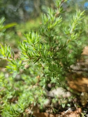 Pultenaea involucrata