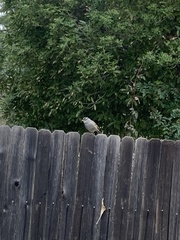 Zonotrichia leucophrys