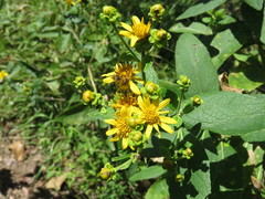 Verbesina sphaerocephala