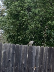 Zonotrichia leucophrys