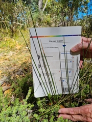 Lomandra multiflora dura