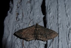 Horisme suppressaria