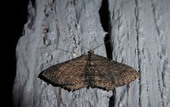 Horisme suppressaria