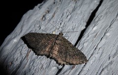 Horisme suppressaria