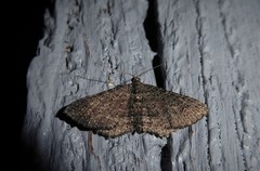 Horisme suppressaria