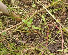 Gratiola sexdentata