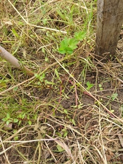 Gratiola sexdentata