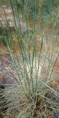 Andropogon gayanus