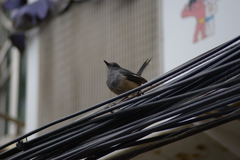 Copsychus saularis
