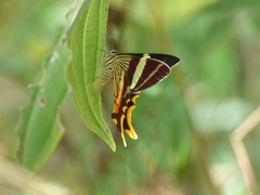 Erateina staudingeri