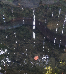 Anguilla dieffenbachii