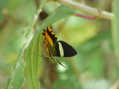 Erateina staudingeri