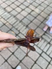 Cacodacnus planicollis