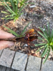 Cacodacnus planicollis