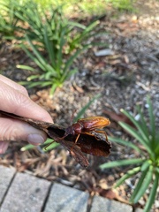 Cacodacnus planicollis