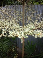 Terminalia mantaly 'triciolor'