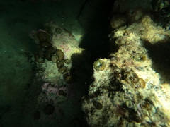 Homophyllia australis