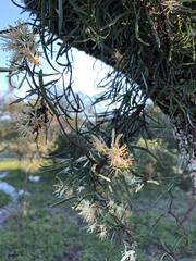 Tripodanthus flagellaris