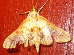 Neoanalthes contortalis