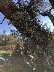 Tripodanthus flagellaris