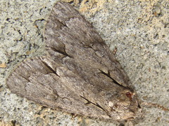 Acronicta intermedia