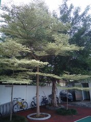 Terminalia mantaly 'triciolor'