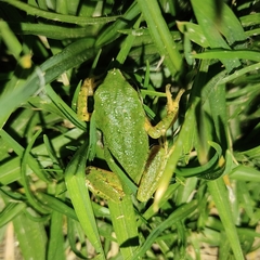 Gastrotheca marsupiata
