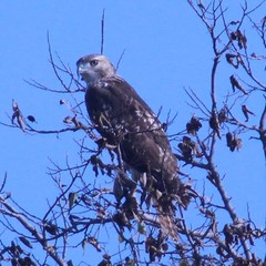 Buteo jamaicensis