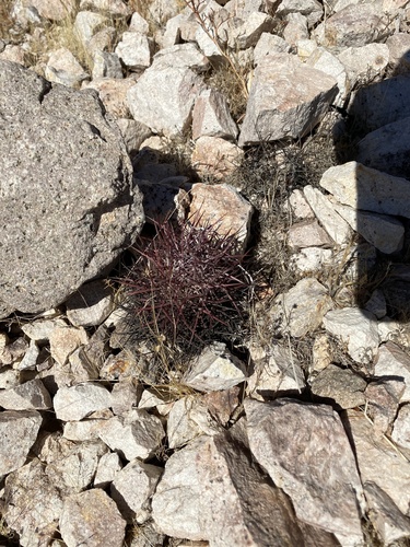 Sclerocactus johnsonii