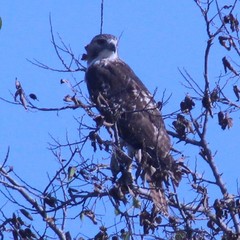 Buteo jamaicensis