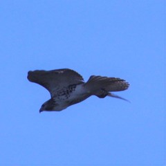 Buteo jamaicensis