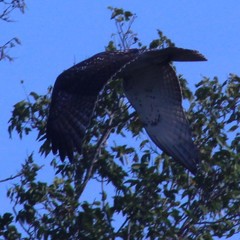 Buteo jamaicensis