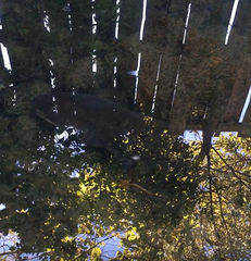 Anguilla dieffenbachii