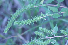 Iva annua