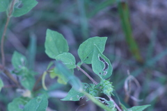 Iva annua