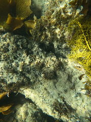 Lobophora variegata