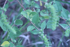 Iva annua