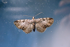 Eupithecia mutata