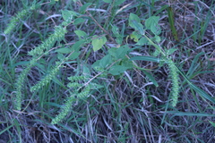 Iva annua
