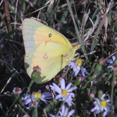 Colias eurytheme
