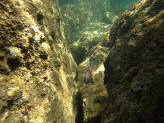 Pempheris klunzingeri