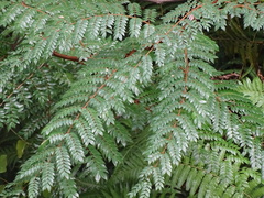 Caesalpinia vernalis
