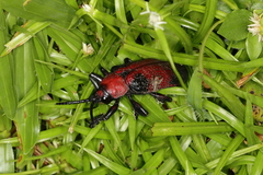 Coraliomela aeneoplagiata