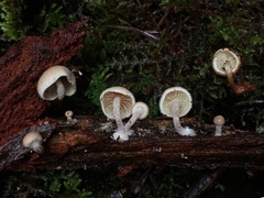 Pholiota scamba