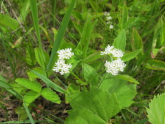 Valerianella umbilicata