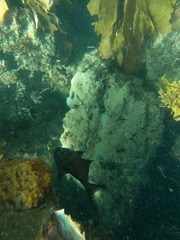 Pempheris klunzingeri